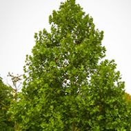 Exclamation Sycamore® Tree Liner