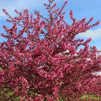 Showtime Crabapple Tree Liner