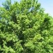 Elm Tree Varieties