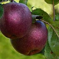 Arkansas Black Apple Tree
