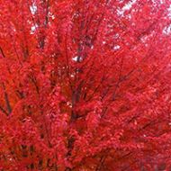 Autumn Blaze® Maple Tree Liner
