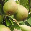 Pear Trees (European)