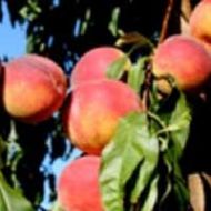 Flamin Fury® (PF Big George Yellow) Peach Tree