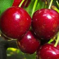Bing Cherry Tree