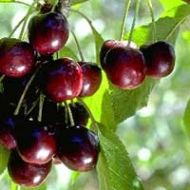 Black Tartarian Cherry Tree
