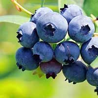 Brightwell Rabbiteye Blueberry Plant