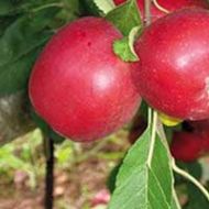 Carolina Red June Apple Tree