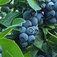 Climax Rabbiteye Blueberry Plant