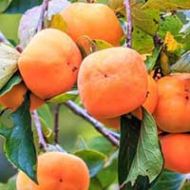 Fuyu Persimmon Tree