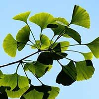 Ginkgo Seedling