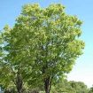 Zelkova Tree Varieties