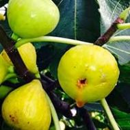 Italian Honey Fig Tree