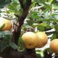 Kikusui Asian Pear Tree