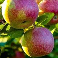 McIntosh Apple Tree