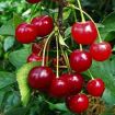 Cherry Trees (Sour)