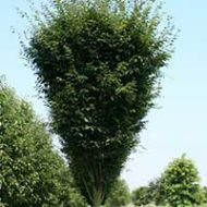 Musashino Zelkova Tree Liner