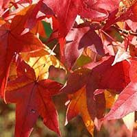 Native Sweetgum Tree Liner