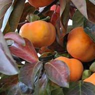 Nikitas Gift™ Persimmon Tree