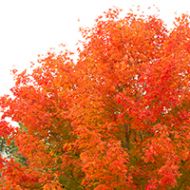 October Glory® Maple Tree Liner