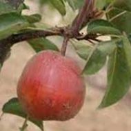 Ooharabeni Asian Pear Tree