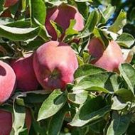 Red Delicious Apple Tree