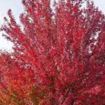 Maple Tree Varieties