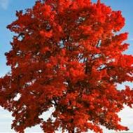 Red Sunset® Maple Tree Liner