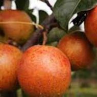 Reddy Robin Asian Pear Tree