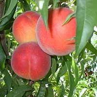 Redhaven Peach Tree