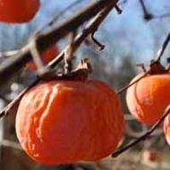 Rosseyanka Persimmon Tree