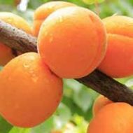 Royal Apricot Tree