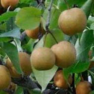 Shinko Asian Pear Tree