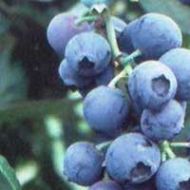 Tifblue Rabbiteye Blueberry Plant