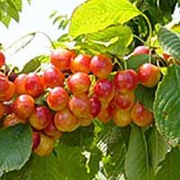 Whitegold Cherry Tree