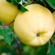 Yellow Transparent Apple Tree
